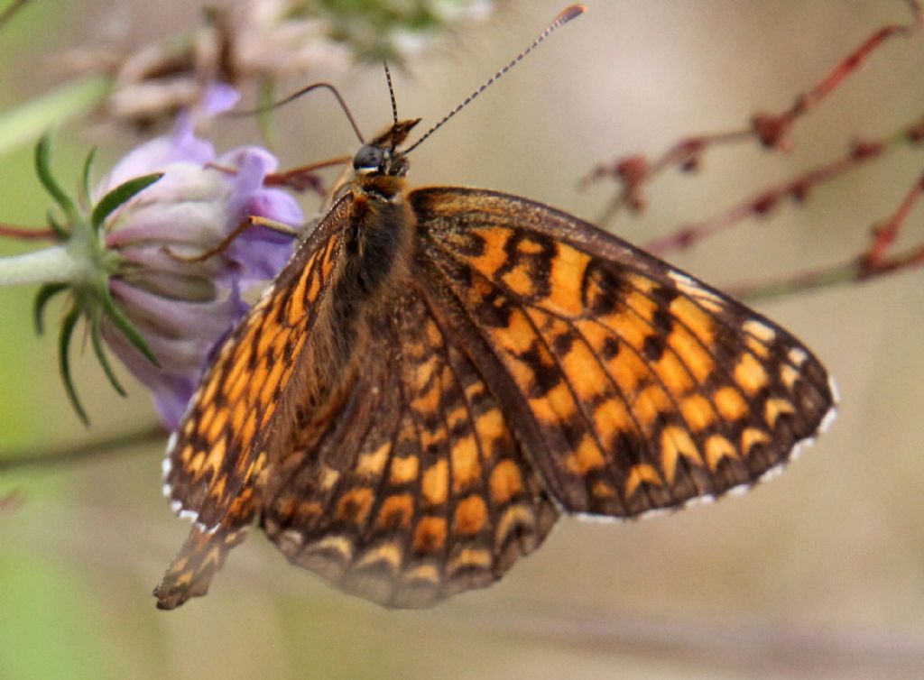 Melitaea cinxia o phoebe?